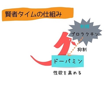 賢者タイムの仕組み